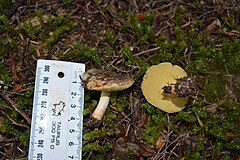 Description de l'image Boletus leptospermi by Phoebe Andrews.jpg.