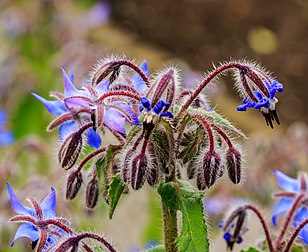 Fleurs de bourrache officinale (Borago officinalis), boraginacée européenne commune. (définition réelle 3 418 × 2 795)