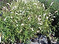 -{Buddleja davidii 'White Bouquet'}-.