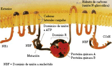 Proteína CFTR - estructura molecular de la proteína