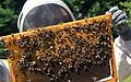 Une apicultrice en combinaison présente une cadre de ruche, avec des abeilles et du couvain.