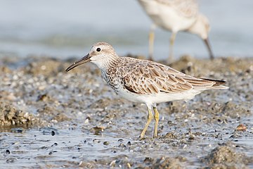 Great knot