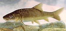 Carasobarbus apoensis