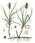 Carex arenaria — Осока песчаная