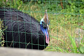 Casoar à casque.