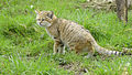 Chat des sables