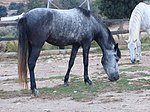 Jeune cheval crétois à Georgioupoli, Grillos stables.
