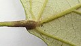 Detail pulvinu na vrcholu řapíku Chondrodendron microphyllum