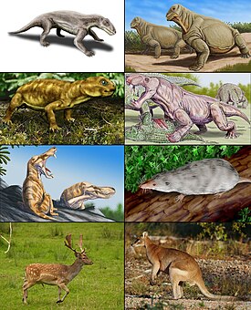 Разнообразие терапсид. 1-й ряд: биармозух, мосхопс вида Moschops capensis; 2-й ряд: Myosaurus[en], иностранцевия вида Inostrancevia alexandri; 3-й ряд: Pristerognathus, Adelobasileus; 4-й ряд: лань, прыткий валлаби.