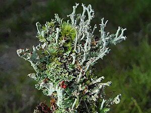 Hreisturbroddar (Cladonia bellidiflora) eru af bikarfléttuætt og finnast á Íslandi.[1] Hér sést bleðlótt þal fléttunnar og upp af því vex runnkennd vaxtarform.