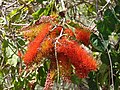 Miniatura para Combretum farinosum