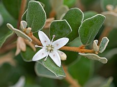 Τετραμερές άνθος της Correa alba.