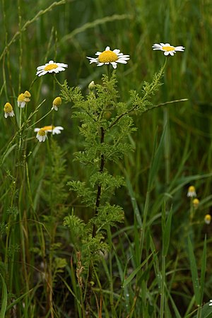 Cota altissima (L.) J. Gay