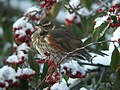 Szőlőrigó (Turdus iliacus)