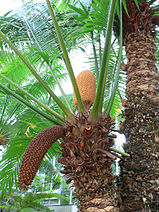 Cycas circinalis, junger (zentral stehend) und alter (zur Seite hängend) männlicher Zapfen