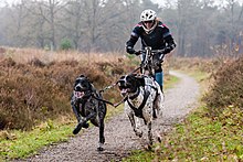 Scooterjoring con due Greyster, ossia un'attività in cui uno o più cani trainano un essere umano che guida un monopattino non motorizzato.