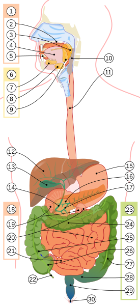 20+ The Digestive Tract Has A Nervous System Of Its Own Called The Pictures