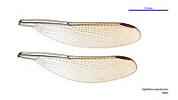 Male wings