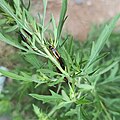 D. taeniatum on foliage