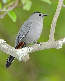 gray catbirds