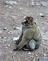 Berber makákó (Macaca sylvanus)