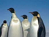Quattro pinguini imperatore, uno guarda dritto e tre verso sinistra