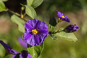 photographie de fleurs.