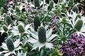 Giganta eringio (Eryngium giganteum)