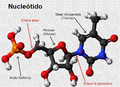 Estructura química d'un nucleótido.