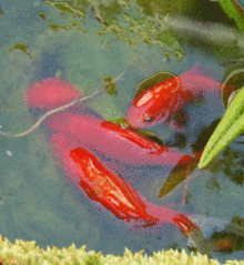 Female goldfish spawn (discharge) eggs into the water, encouraged by male goldfish who simultaneously discharge sperm which externally fertilizes the eggs Frai de poissons rouges anim.gif