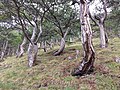 Am Westhang verbläst der Wind das Laub und erschwert die Bodenbildung. Auf den mageren Böden stocken genügsame Schwarz-Föhren (Pinus nigra subsp. nigra).