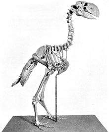 http://upload.wikimedia.org/wikipedia/commons/thumb/2/27/Gastornis_skeleton.jpg/220px-Gastornis_skeleton.jpg