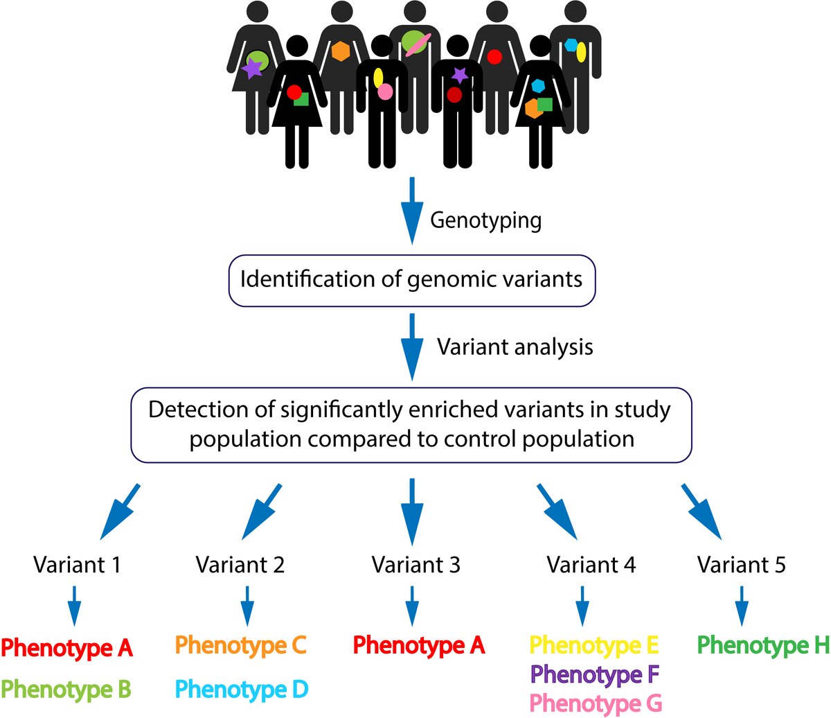 Asian and latino genotypes