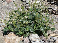 "Aliciella latifolia" in Furnace Creek Wash, Death Valley, California