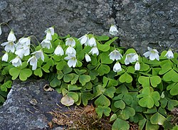 Súrsmæra (Oxalis acetosella) flokkast undir ættbálkinn Oxalidales.