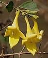 Gmelina asiatica in Kinnerasani Wildlife Sanctuary, Andhra Pradesh, India.