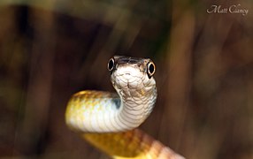 Gros plan sur la tête de Dendrelaphis punctulatus.