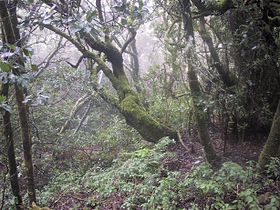 Bosque de laurisilva de Garajonay, en La Gomera