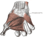 The muscles of the thumb.