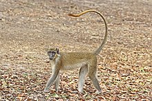 Green monkey (Chlorocebus sabaeus) male.jpg