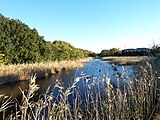 市川野鳥の楽園