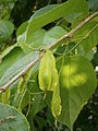 Halesia carolina fruits