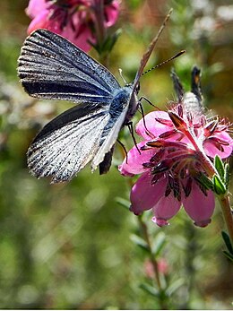 Áfonyaboglárka egy kereszteshanga (Erica tetralix) virágán a Südheide Natúrparkban (Alsó-Szászország)