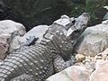 Tompaorrú krokodil (Osteolaemus tetraspis)