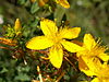 St. John's wort