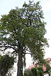 Stieleiche (Quercus robur)