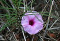 Ipomoea bolusiana