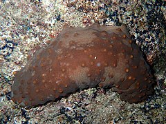 Concombre de mer géant (Isostichopus fuscus)