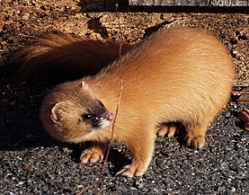 Putois de Sibérie (M. sibirica)