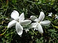 Miniatura para Jasminum grandiflorum